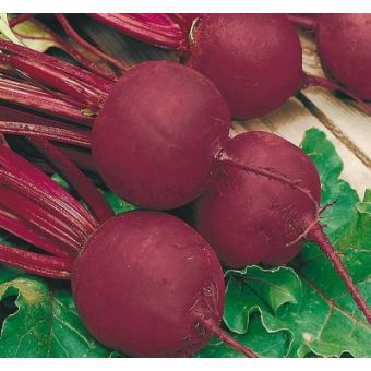 Radish Seeds - Sparkler 3