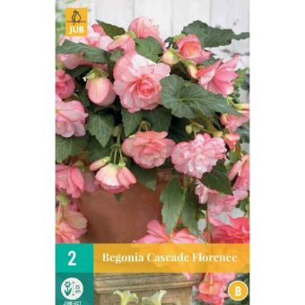 Begonia Cascade Florence - Pack of 2