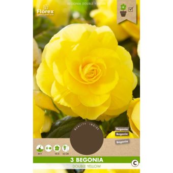 Begonia Grandiflora Yellow