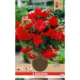 Begonia Pendula Red