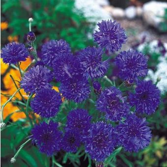 Cornflowers Seeds - Blue Diadem