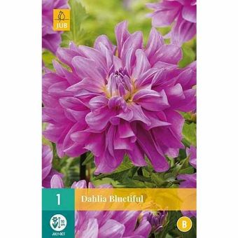 Dahlia Bluetiful Flower Bulb - Pack Of 1