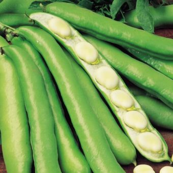 Broad Bean Masterpiece Green