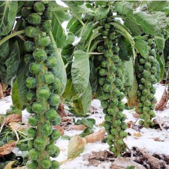 Brussels Sprout Seeds - F1 Brendan