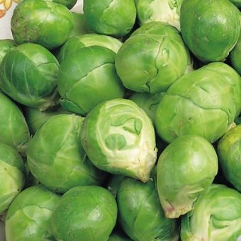 Brussels Sprout Evesham Special