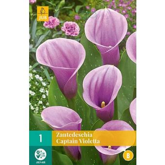 Zantedeschia Captain Violetts - Pack of 1