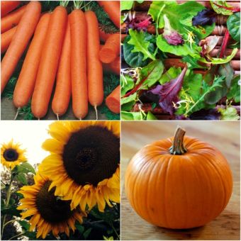 Childrens Collections