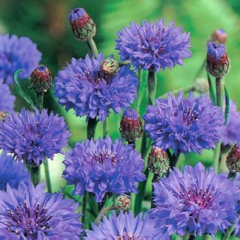 Cornflower Double Blue
