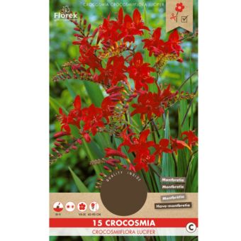 Crocosmia Lucifer Red