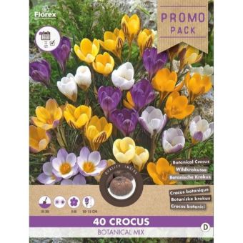 Crocus Botanic Mix - 40 pcs