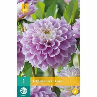 Dahlia Sweet Love Flower Bulb - Pack Of 1