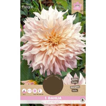 Dahlia Cafe au Lait