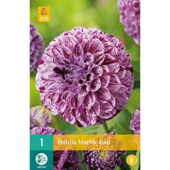 Dahlia Marble Ball I