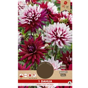 Dahlia Rebecca's World