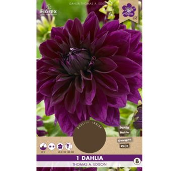 Dahlia Thomas Edison XXL (1 piece)