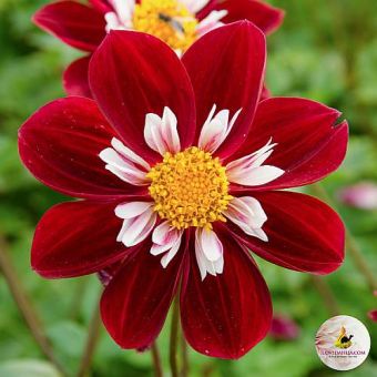 Dahlia Mary Evelyn Flower Bulb