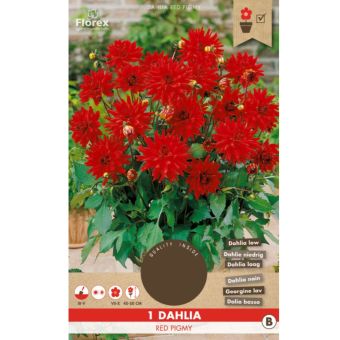 Dahlia Red Pigmy