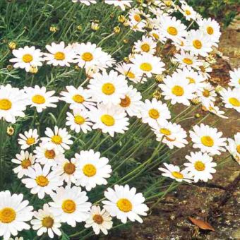 Suttons Ox-Eye Daisy Seeds - Pack Of 240