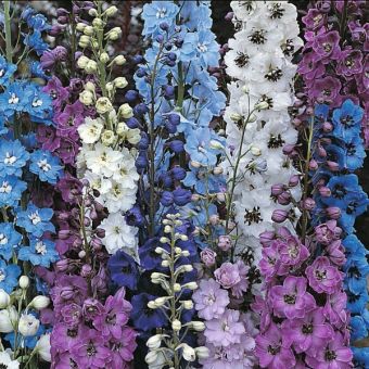 Delphinium Pacific Giants Series Round Table Mix