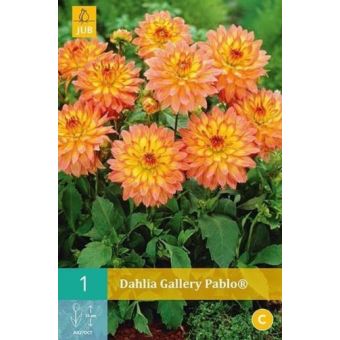 Dahlia Gallery Pablo (1)