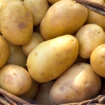 Duke of York First Early Seed Potatoes 2kg