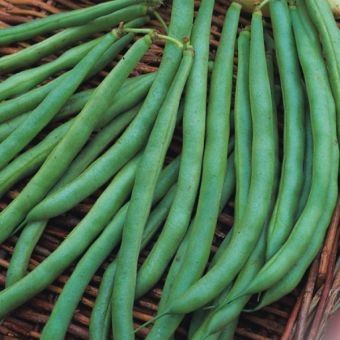 Dwarf French Bean Tendergreen