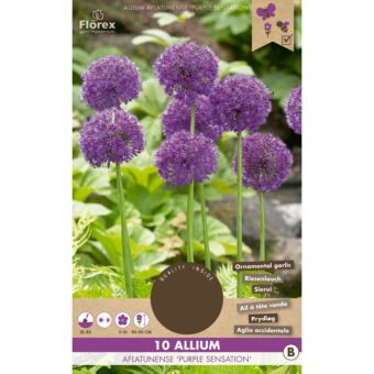 Florex Allium Purple Sensation - 10 pieces