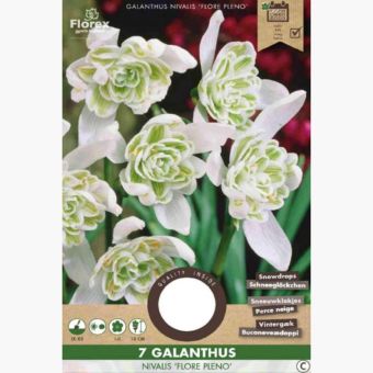 Florex Galanthus Double Snowdrops