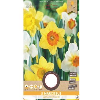 Florex Narcissus Daffodil Large Cupped Mix I 5 Bulbs