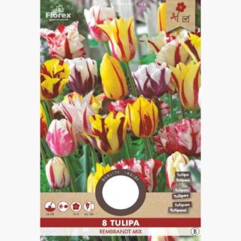 Florex Rembrandt Tulips Flower Bulbs - 8 pieces