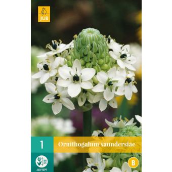 Ornithogalum Saundersiae Flower Bulb - Pack of 1