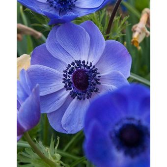 Anemone Coronaria Mr. Fokker - Pack of 15