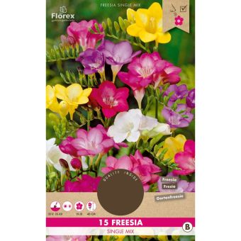 Freesia Single Mix