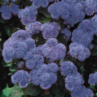Suttons Ageratum Seeds - Blue Mink