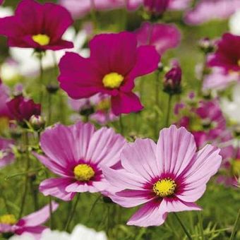 Suttons Seeds - Cosmea - Sonata Dwarf Mix
