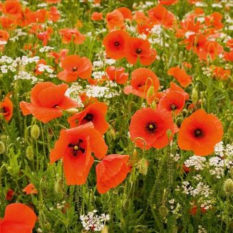 Suttons Seeds - Poppy - Field Poppy (Rhoeas)