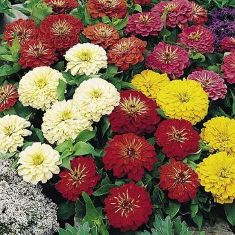 Suttons Seeds - Zinnia - Bright Spark Mix
