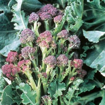 Suttons Seeds - Broccoli - Purple Sprouting
