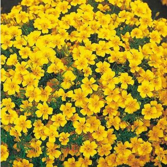 Tagetes Tenuifolia Pumila Seeds - Golden