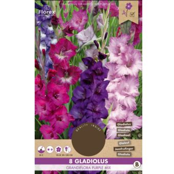 Gladiolus Grandiflora Purple Mix