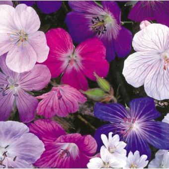 Geranium Seeds - Hardy Mix