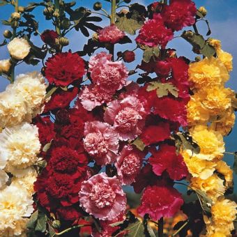 Hollyhock Chaters Double Mix