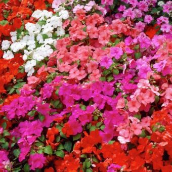 Impatiens Little Lizzie