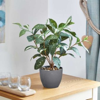 Japanese Laurel Indoor Plant - 38cm