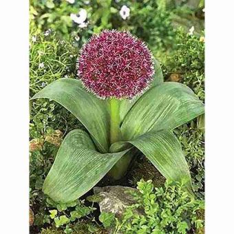 Allium Karataviense Flower Bulbs