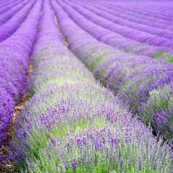 Suttons Hidcote Blue Lavender Seeds - Pack Of 50
