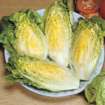 Lettuce Little Gem Cos