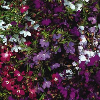 Lobelia String of Pearls