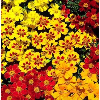 Marigold French Seeds - Fantasia Mix