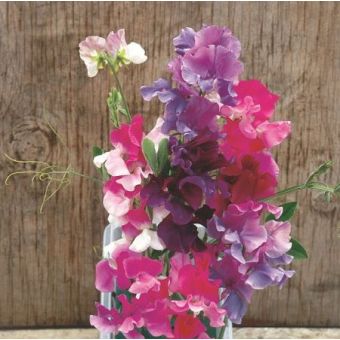 Sweet Pea Seeds - Melody Mix